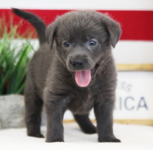 ern oderven a okovan tata labradorskho retrvra na prodej.