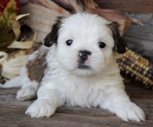 tata SHIH TZU na prodej okovan a oderven