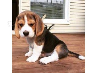 Beagle cachorros disponibles