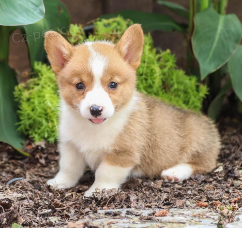 Milujc tata Welsh Corgi Pembroke k adopci