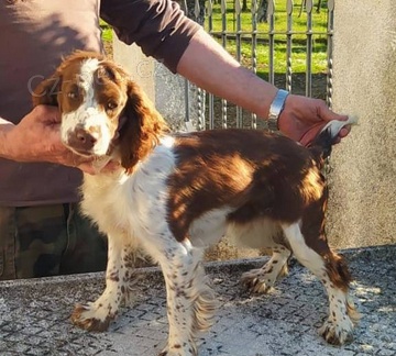 Milujc ttka anglick  SPRINGER SPANIEL 