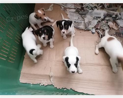 tata Jack Russell terira