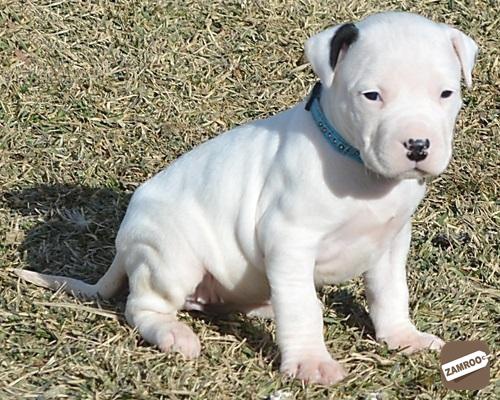 Prodej tat Dogo Argentino