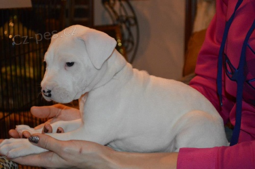 na prodej oderven a okovan tata dogo argentino