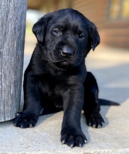 tata ernho labradorskho retrvra na prodej.