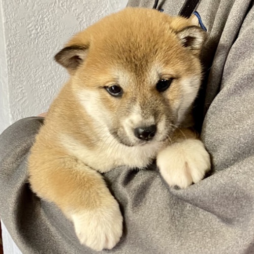 tata shiba inu