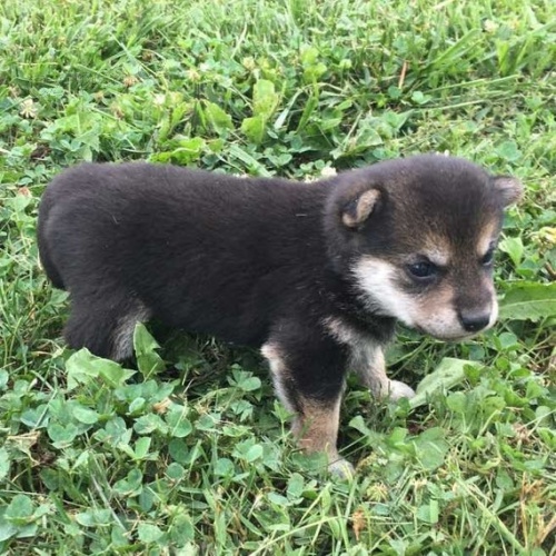 rozkon a zdrav ern tata shiba inu