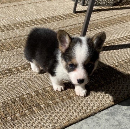 oderven a okovan Pembroke Welsh Corgi tata tata na prodej.