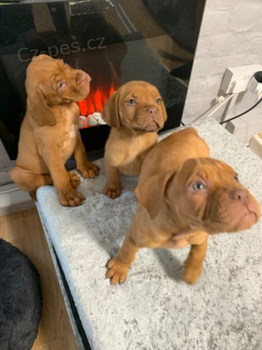 krsn okovan a oderven tata dogue de bordeaux