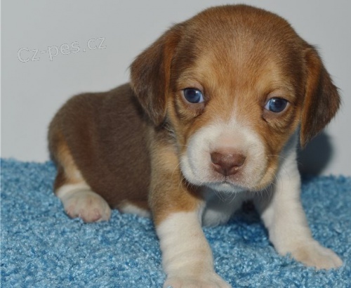 krsn tn beagle k adopci