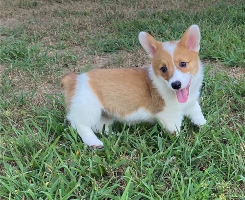 tata corgi