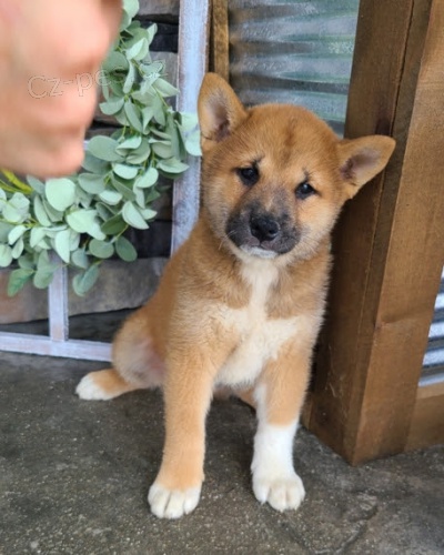 prodej zdravch tat shiba inu