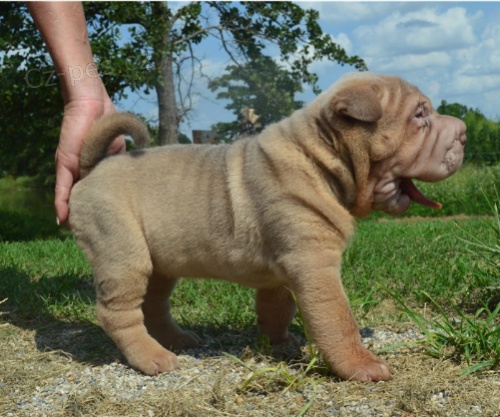 Rozkon ttka Shar-Pei jsou pipravena k adopci