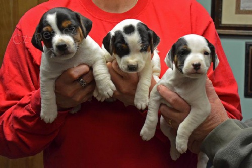 Prodm krsn a rozkon ttka jack russell. ttka jsou okovan a zdrav.