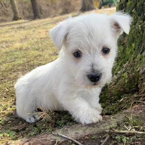 Prodm krsn tata West Highland White Terrier.