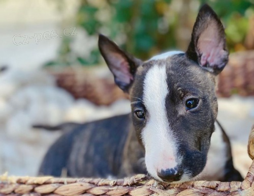 tata Bullterrier k dispozici