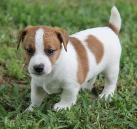 velkolep JACK RUSSELL