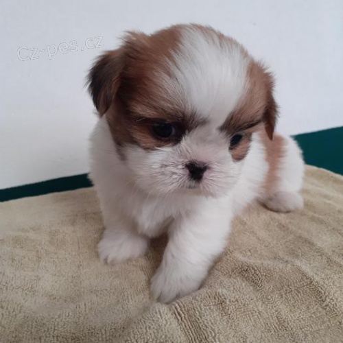 nyn jsou k dispozici mal tata shih tzu