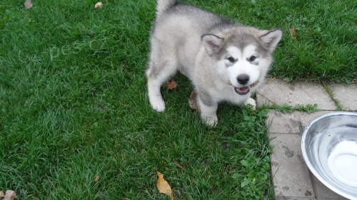 Aljask dti Malamute jsou k dispozici co nejdve