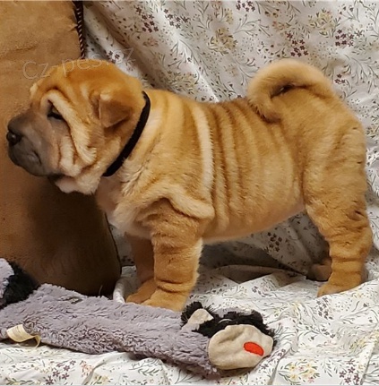 tata Shar-Pei jsou pipravena na nov tata.