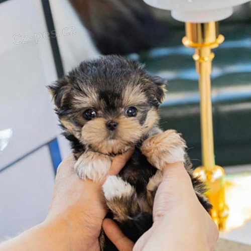 mini yorkie