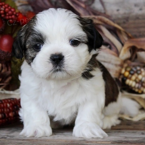 Prodm tata SHIH TZU