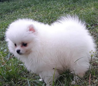 Pomeranian tata jsou pipravena na nov domovy.