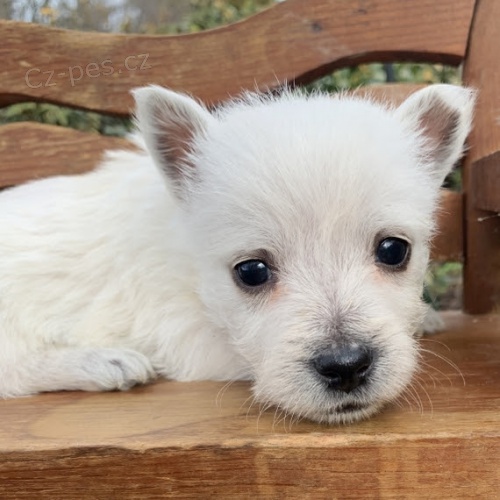 Prodm krsn a andlsk ttka West Highland White Terriers