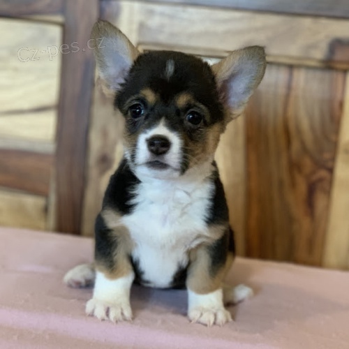 Prodm tata Pembroke Welsh Corgi.