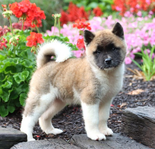 tata Akita inu tata Australsk ovk pro dobr domov 