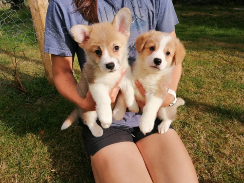 welsh corgi tata