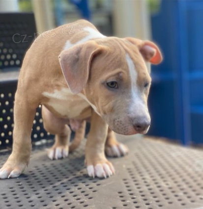 tata americkho pitbull terira jsou pipravena k adopci