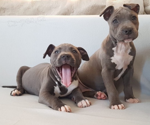 2 Americk  Blue pitbulterir pro nov domy