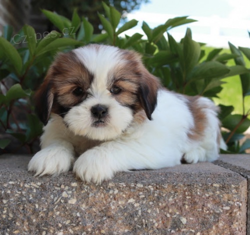 Prodm krsn ttka mini SHIH TZU