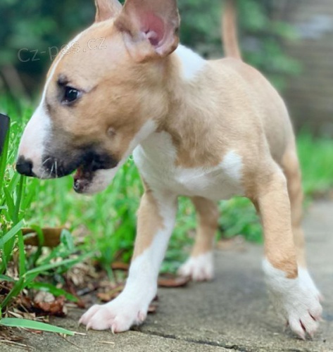 tata Bullterrier k dispozici