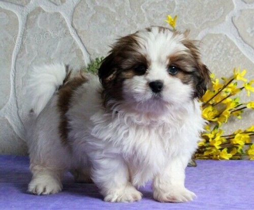 tata shih tzu