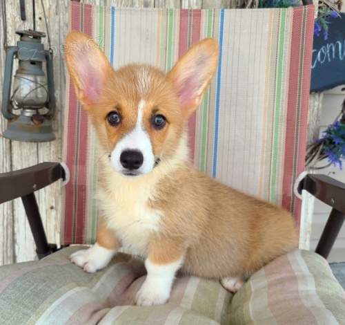 tata Welsh Corgi Pembroke jsou pipravena na nov rodiny.