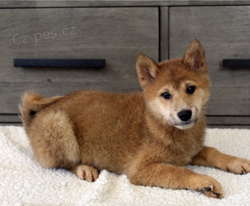 Shiba-Inu jsou pipraveni k adopci.