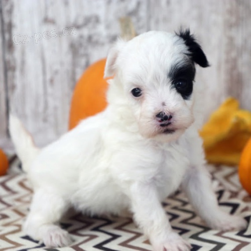 Prodm roztomil ttka Maltipoo.