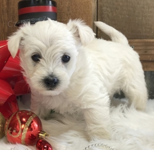 Prodm tata MINI West Highland White Terriers