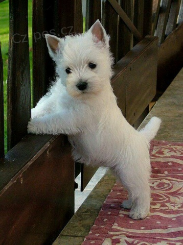 Prodm krsn a andlsk tata Mini West Highland White Terriers.