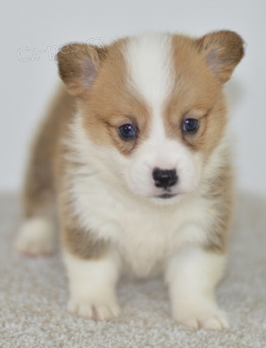 Prodm tata Pembroke Welsh Corgi mini