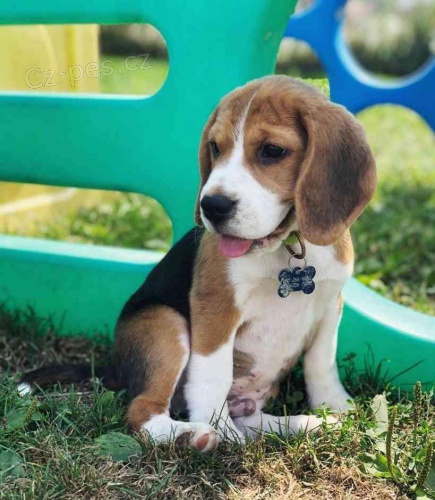 Pkn ttka Beagle na prodej.