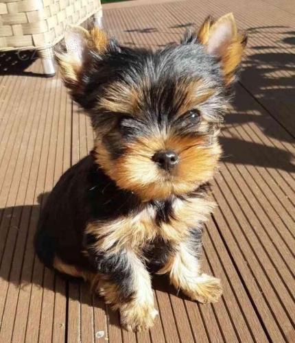 milujc Yorkie terir pipraven k adopci.