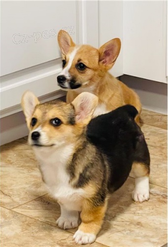 tata Pembroke Welsh Corgi