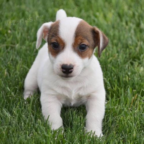 Prodm krsn a rozkon ttka jack russell terira.