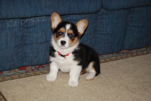 Prodm tata Welsh Corgi Pembroke