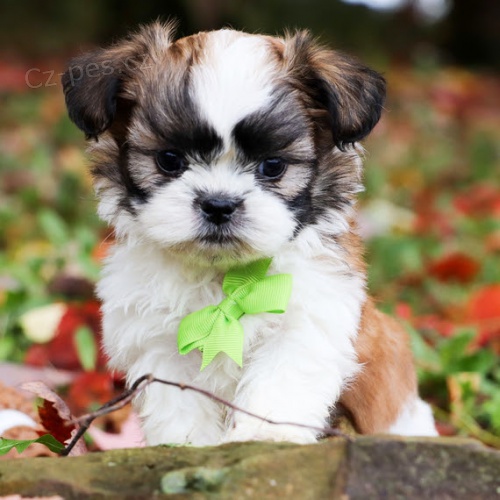 tata SHIH TZU k adopci