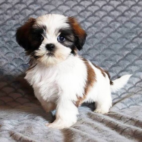 tata SHIH TZU jako drek