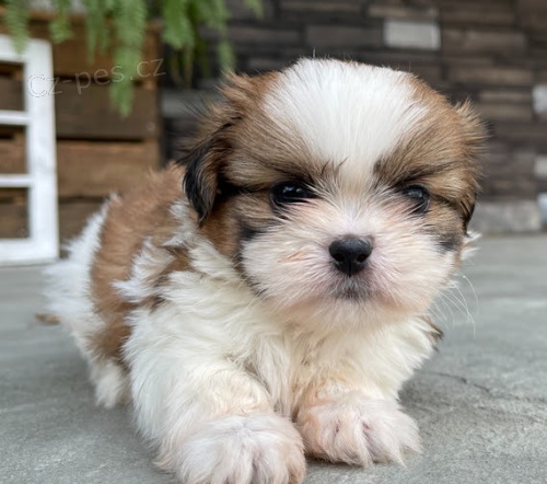 mini mini tata SHIH TZU jako drek